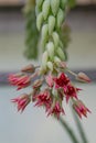 Donkey Tail Sedum morganianum close-up of red flowers